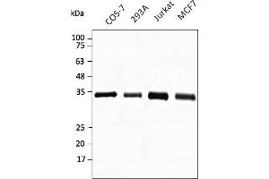 Western Blotting (WB) image for anti-Glyceraldehyde-3-Phosphate Dehydrogenase (GAPDH) (C-Term) antibody (DyLight 488) (ABIN7273056) (GAPDH Antikörper  (C-Term) (DyLight 488))