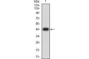 Western blot analysis using CD99 mAb against human CD99 (AA: 1-185) recombinant protein. (CD99 Antikörper  (AA 1-185))