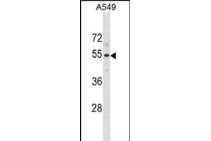 PUS10 Antibody (N-term) (ABIN1881708 and ABIN2838914) western blot analysis in A549 cell line lysates (35 μg/lane). (PUS10 Antikörper  (N-Term))