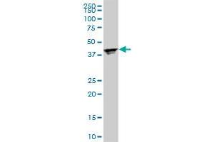 Western Blotting (WB) image for anti-Ribosomal Protein L4 (RPL4) (AA 251-350) antibody (ABIN562688)