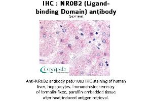 Image no. 1 for anti-Nuclear Receptor Subfamily 0, Group B, Member 2 (NR0B2) antibody (ABIN1737494) (NR0B2 Antikörper)