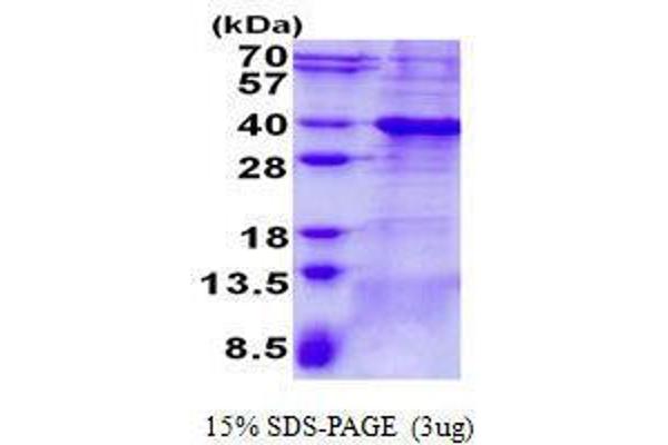 BCL7A Protein