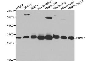 Western blot analysis of extracts of various cell lines, using PSME1 antibody. (PSME1 Antikörper)