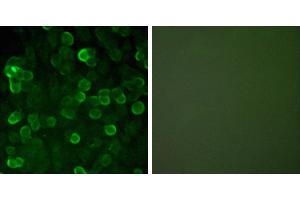 Peptide - +Immunofluorescence analysis of A549 cells, using E-cadherin antibody. (E-cadherin Antikörper)