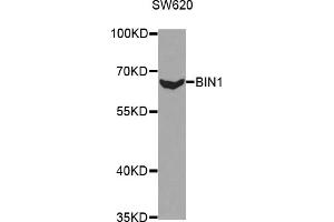 Western blot analysis of extracts of SW620 cells, using BIN1 antibody. (BIN1 Antikörper)