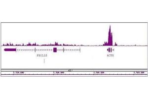 ChIP DNA-Sequencing (ChIP-seq) image for anti-Histone 3 (H3) (H3K36me3) antibody (ABIN2668403)