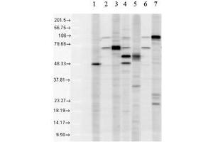 KDEL Western Blot. (KDELR1 Antikörper)