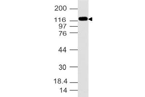 Image no. 1 for anti-Ubiquitin Specific Peptidase 7 (Herpes Virus-Associated) (USP7) (AA 932-1100) antibody (ABIN5027625) (USP7 Antikörper  (AA 932-1100))