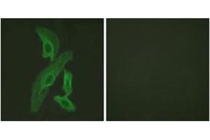 Immunofluorescence (IF) image for anti-BCL2-Like 1 (BCL2L1) (AA 13-62) antibody (ABIN2888760) (BCL2L1 Antikörper  (AA 13-62))