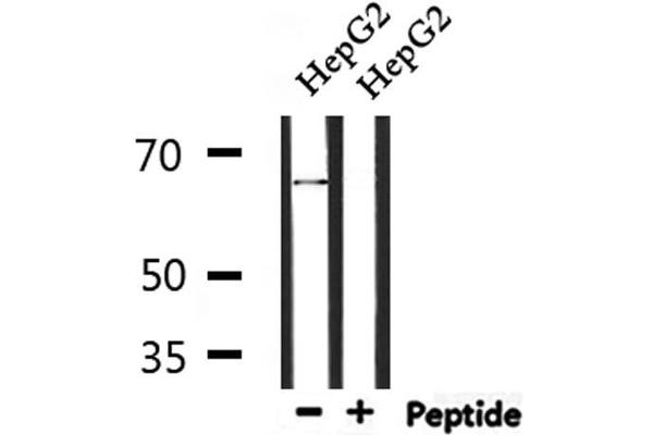 ATIC Antikörper  (C-Term)