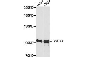 Western blot analysis of extracts of various cell lines, using CSF3R antibody. (CSF3R Antikörper)