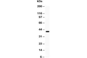 Western blot testing of PD-L1 antibody and recombinant human protein (0. (PD-L1 Antikörper  (AA 45-290))