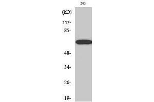 Western Blotting (WB) image for anti-Paxillin (PXN) (Thr507) antibody (ABIN3176785) (Paxillin Antikörper  (Thr507))