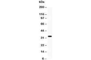Western blot testing of PD-L1 antibody and HEPG2 lysate. (PD-L1 Antikörper  (AA 45-290))