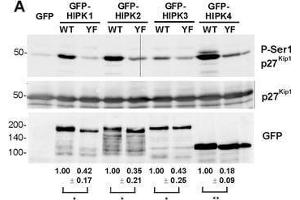 Western Blotting (WB) image for anti-Green Fluorescent Protein (GFP) antibody (ABIN100085)