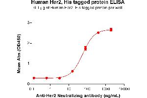 ELISA plate pre-coated by 1 μg/mL (100 μL/well) Human Her2,His tagged protein  (ABIN6964074, ABIN7042403 and ABIN7042404) can bind Anti-Her2 Neutralizing antibody ABIN7093066 and ABIN7272596 in a linear range of 3. (ErbB2/Her2 Protein (AA 23-652) (His tag))