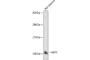 Western blot analysis of extracts of Rat plasma, using NPFF antibody  at 1:500 dilution. (Neuropeptide FF Antikörper  (AA 34-113))