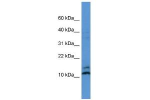 WB Suggested Anti-MAGOH Antibody Titration: 0. (MAGOH Antikörper  (N-Term))