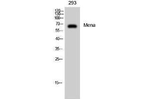 Western Blotting (WB) image for anti-Enabled Homolog (ENAH) (C-Term) antibody (ABIN3175988) (ENAH Antikörper  (C-Term))