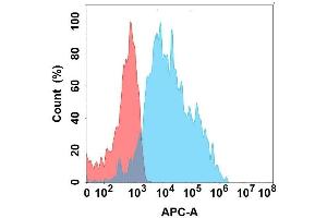 Flow cytometry analysis with Anti-EDA on Expi293 cells transfected with human EDA (Blue histogram) or Expi293 transfected with irrelevant protein (Red histogram). (Ectodysplasin A Antikörper)