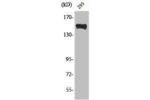 Western Blot analysis of 293 cells using Phospho-PLC γ1 (Y783) Polyclonal Antibody (Phospholipase C gamma 1 Antikörper  (pTyr753))