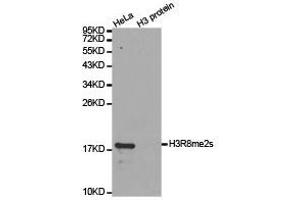 Western Blotting (WB) image for anti-Histone 3 (H3) (H3R8me2s) antibody (ABIN1873010) (Histone 3 Antikörper  (H3R8me2s))