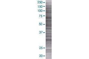 RWDD1 transfected lysate. (RWDD1 293T Cell Transient Overexpression Lysate(Denatured))