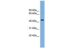 Image no. 1 for anti-Poliovirus Receptor-Related 2 (Herpesvirus Entry Mediator B) (PVRL2) (C-Term) antibody (ABIN6743461) (PVRL2 Antikörper  (C-Term))