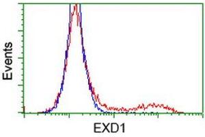 HEK293T cells transfected with either RC206223 overexpress plasmid (Red) or empty vector control plasmid (Blue) were immunostained by anti-EXD1 antibody (ABIN2453985), and then analyzed by flow cytometry. (EXD1 Antikörper)