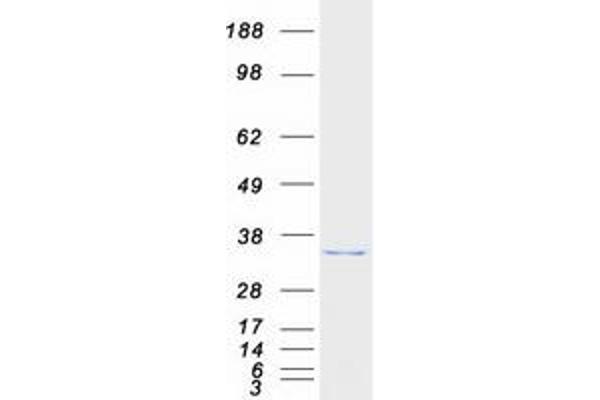 ABHD10 Protein (Myc-DYKDDDDK Tag)