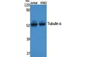 Western Blotting (WB) image for anti-alpha Tubulin (TUBA1) (C-Term) antibody (ABIN3187618) (alpha Tubulin Antikörper  (C-Term))