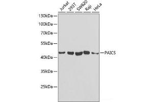 Western blot analysis of extracts of various cell lines using PAICS Polyclonal Antibody at dilution of 1:1000. (PAICS Antikörper)