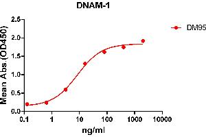 ELISA plate pre-coated by 2 μg/mL (100 μL/well) Human DNAM-1 protein, mFc-His tagged protein ABIN6961117, ABIN7042263 and ABIN7042264 can bind Rabbit anti-DNAM-1 monoclonal antibody (clone: DM95) in a linear range of 0. (CD226 Antikörper  (AA 19-247))