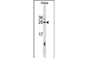 Western blot analysis in Hela cell line lysates (35ug/lane). (RCAS1 Antikörper  (AA 88-117))