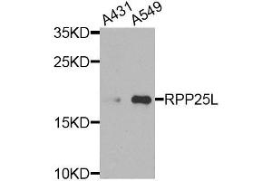 Western blot analysis of extracts of various cell lines, using RPP25L antibody (ABIN6003621) at 1/1000 dilution. (RPP25L Antikörper)