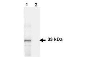 Image no. 1 for anti-Green Fluorescent Protein (GFP) antibody (ABIN1101731) (GFP Antikörper)