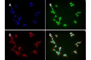 Immunofluorescence: huSSECTM cell line overexpressing hFcRn-EGFP using clone DVN24  at 15µg/ml and Texas Red™ conjugated anti-mouse secondary. (FcRn Antikörper)