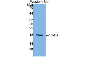 Western Blotting (WB) image for anti-Peroxiredoxin 2 (PRDX2) (AA 6-164) antibody (ABIN1860304) (Peroxiredoxin 2 Antikörper  (AA 6-164))
