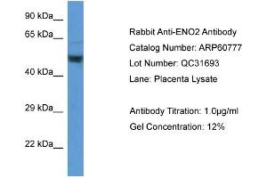 Western Blotting (WB) image for anti-Enolase 2 (Gamma, Neuronal) (ENO2) (Middle Region) antibody (ABIN786269) (ENO2/NSE Antikörper  (Middle Region))