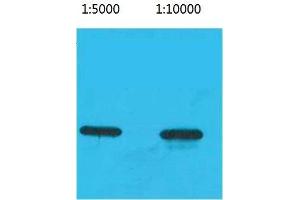 Western Blot (WB) analysis of Recombinant ECFP Protein using ECFP-Tag Monoclonal Antibody. (ECFP Antikörper)