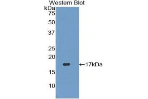 Detection of Recombinant TGFb3, Human using Polyclonal Antibody to Transforming Growth Factor Beta 3 (TGFb3) (TGFB3 Antikörper  (AA 274-372))