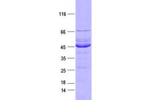 Validation with Western Blot (FGFR2 Protein (DYKDDDDK Tag))