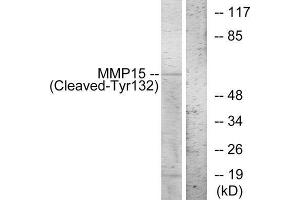 Western Blotting (WB) image for anti-Matrix Metallopeptidase 15 (Membrane-inserted) (MMP15) (Cleaved-Tyr132) antibody (ABIN1853595) (MMP15 Antikörper  (Cleaved-Tyr132))