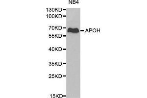 Western blot analysis of NB4 cell lysate using APOH antibody. (APOH Antikörper  (AA 21-345))