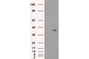 Image no. 1 for anti-Mitogen-Activated Protein Kinase 8 (MAPK8) (AA 1-384) antibody (ABIN1490768) (JNK Antikörper  (AA 1-384))