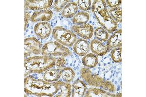 Immunohistochemistry of paraffin-embedded rat kidney using MARVELD2 antibody. (Tricellulin Antikörper)