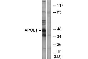 Western blot analysis of extracts from A549 cells, using APOL1 antibody. (APOL1 Antikörper)