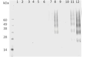 DMPO Western Blot. (DMPO Antikörper)