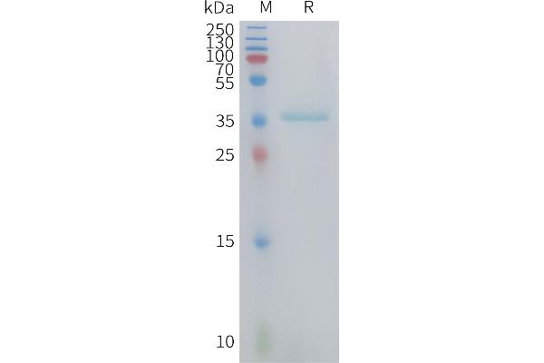 CCL3 Protein (AA 27-92) (Fc Tag)