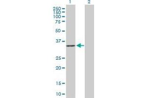 Lane 1: RWDD1 transfected lysate ( 27. (RWDD1 293T Cell Transient Overexpression Lysate(Denatured))